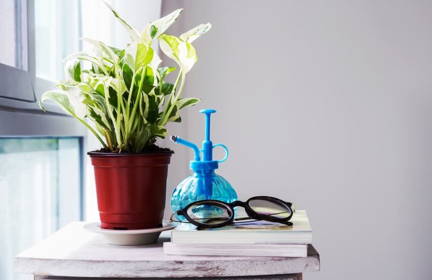 pothos and spray bottle