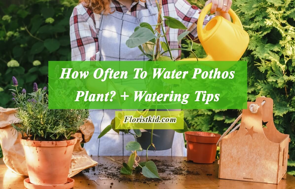 How Often To Water Pothos Plant + Watering Tips