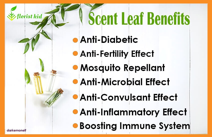List of scent leaf benefits 