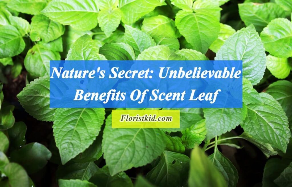 Nature's Secret Unbelievable Benefits Of Scent Leaf