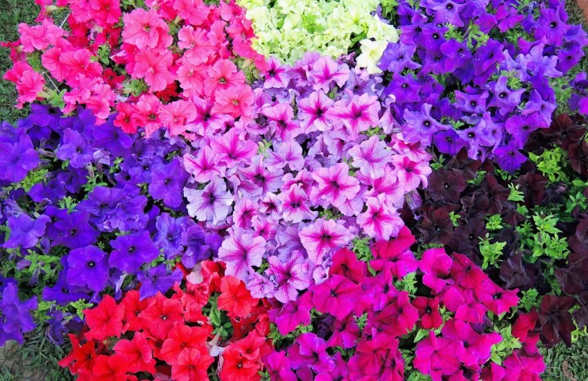 Petunia annual plant