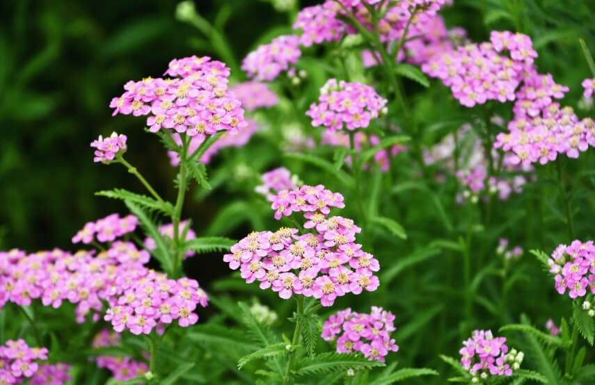 Yarrow - perennial plant