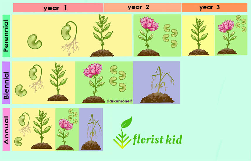 Annual vs. Perennial vs. Biennial Plants diagram