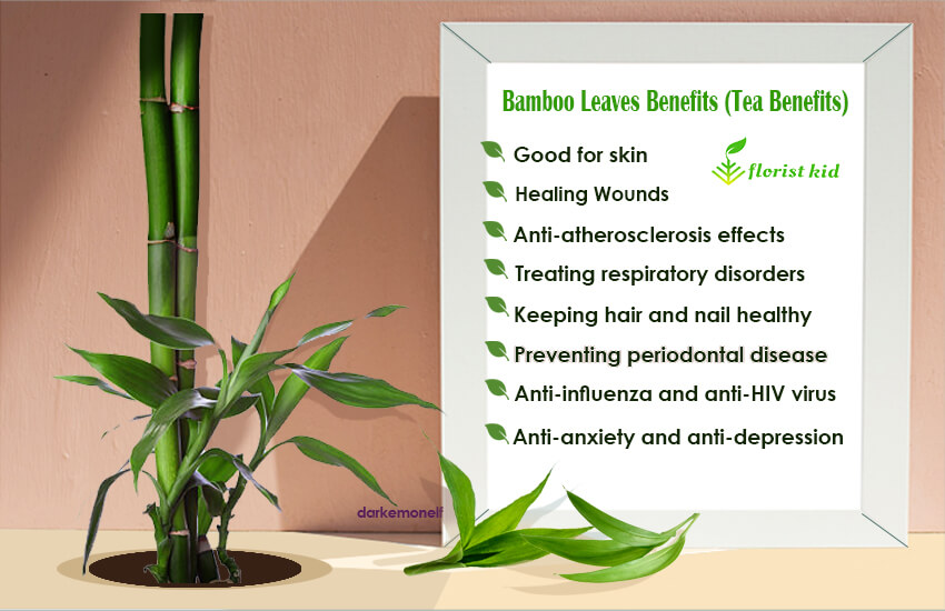 health benefits of bamboo leaves ( bamboo tea benefits)
