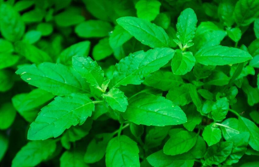 African basil plant