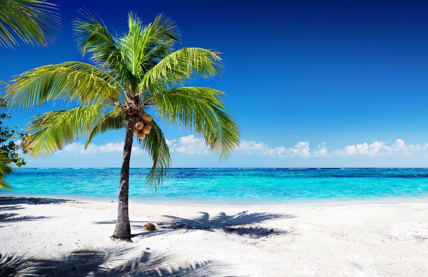 benefits of coconut trees
