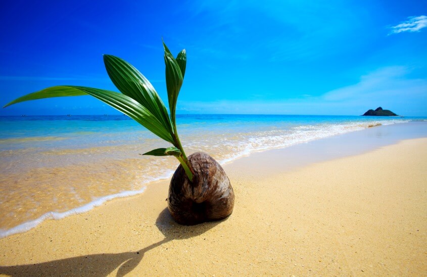 coconut sprout in beach