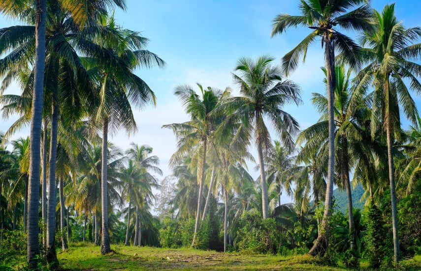 uses of coconut trees