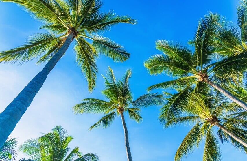 coconut palms 