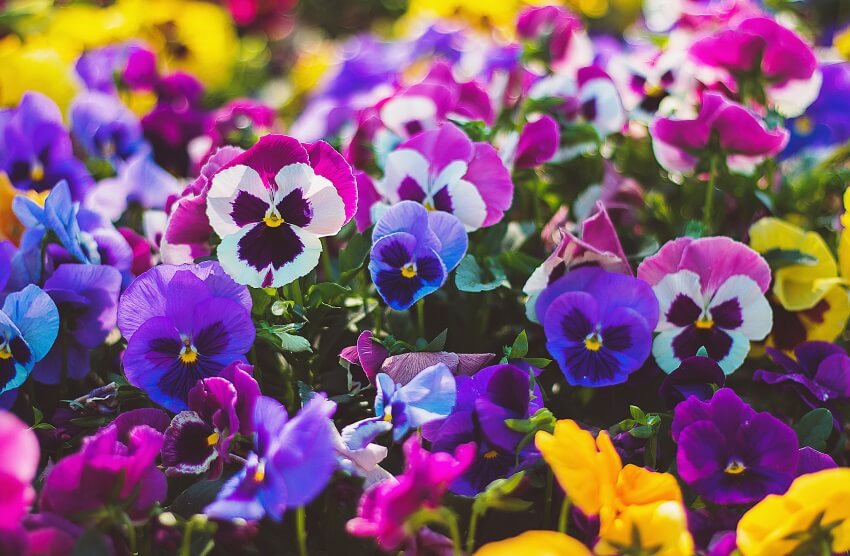 pansy- annual plant