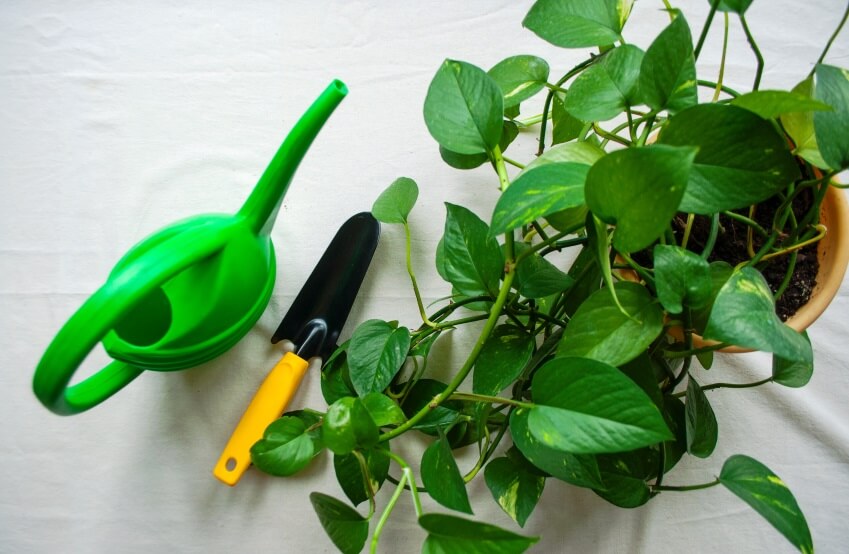 pothos and gardening tools