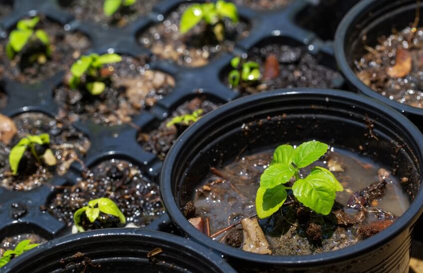 scent leaf seedling