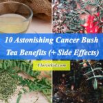 10 Astonishing Cancer Bush Tea Benefits (+ Side Effects)