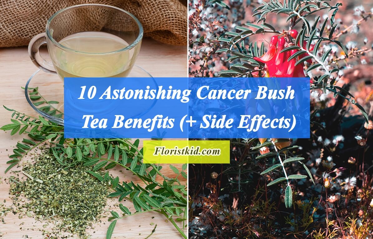 10 Astonishing Cancer Bush Tea Benefits (+ Side Effects)
