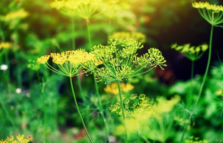 dill plant