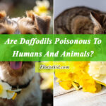Are Daffodils Poisonous To Humans And Animals
