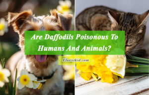 Are Daffodils Poisonous To Humans And Animals