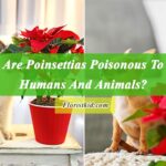 Are Poinsettias Poisonous To Humans And Animals