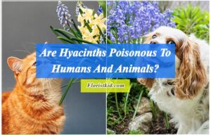 Are hyacinths Poisonous To Human And Animals