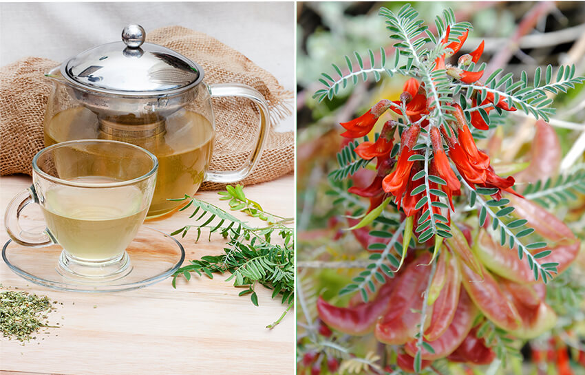 Cancer bush tea side effects