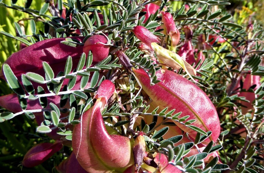 Cancer bush (Sutherlandia frutescens) 