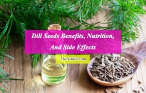 Dill Seeds Benefits, Nutrition, And Side Effects