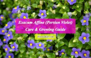 Exacum Affine (Persian Violet) Care & Growing Guide