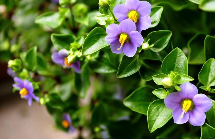 Exacum affine flowers