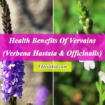 Health Benefits Of Vervains (Verbena Hastata & Officinalis)
