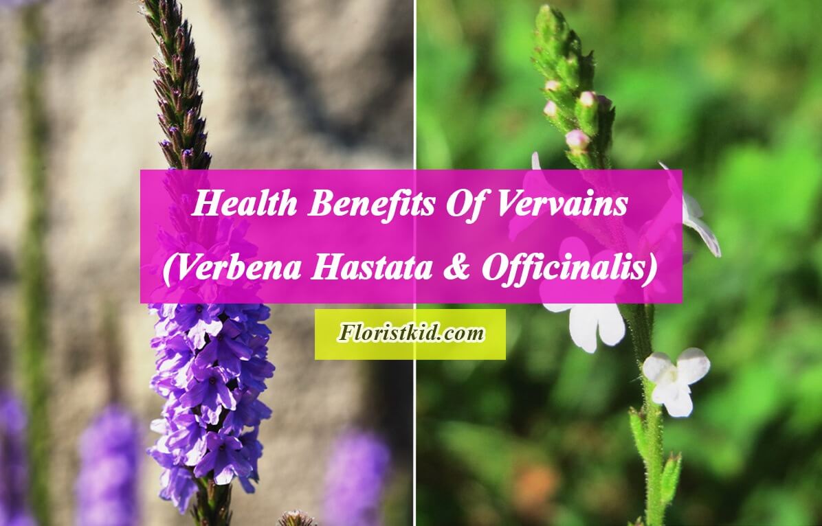 Health Benefits Of Vervains (Verbena Hastata & Officinalis)