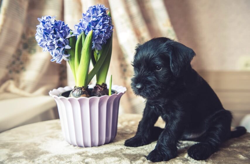 Hyacinths are Poisonous to dogs