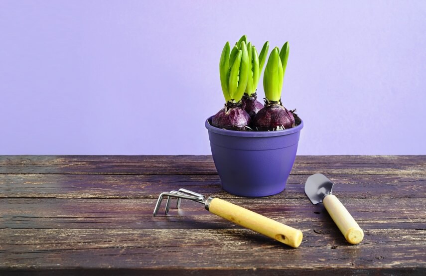 Hyacinthus orientalis bulb sprouting