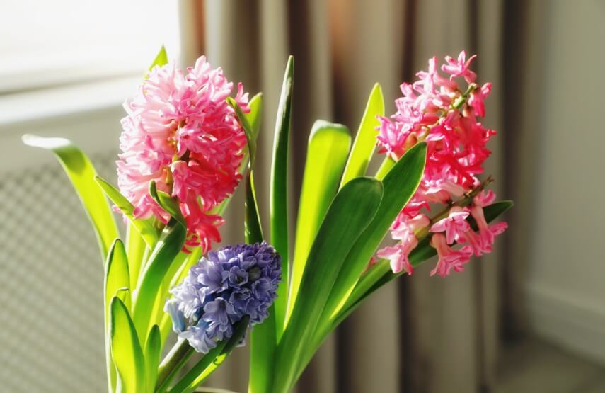 Hyacinthus orientalis flower