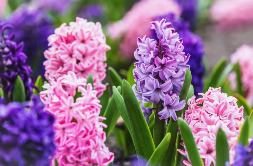 Hyacinthus orientalis