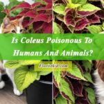 Is Coleus Poisonous To Humans And Animals