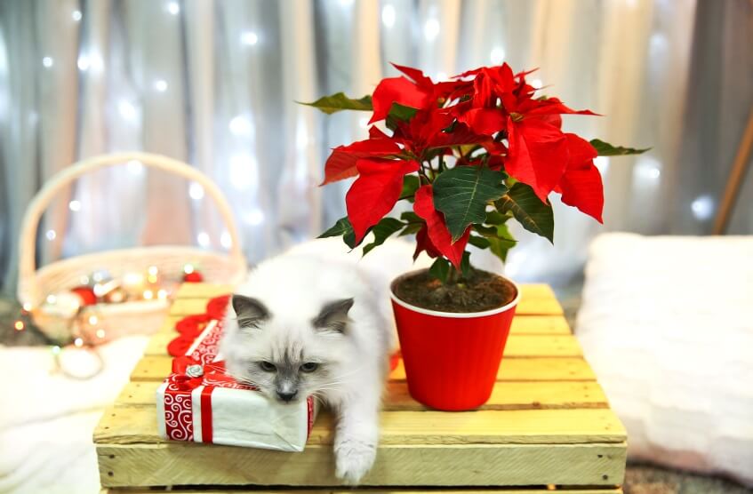 Poinsettia and cat