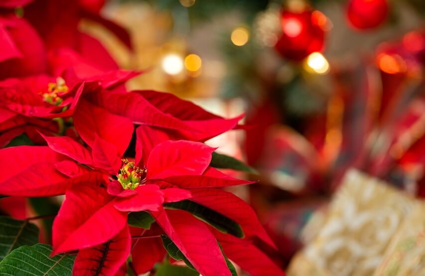 Poinsettia flowers