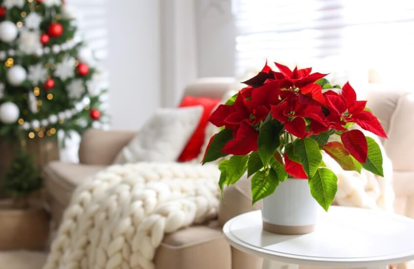 Poinsettias