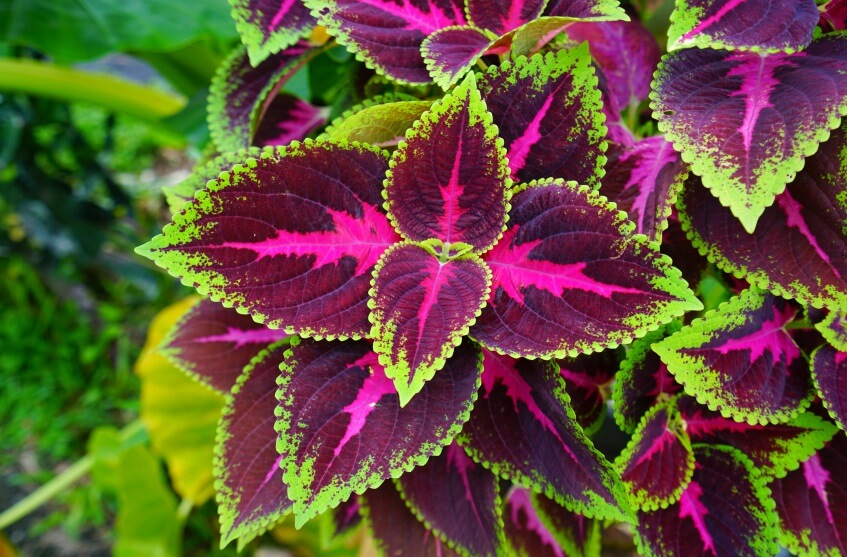 coleus plant