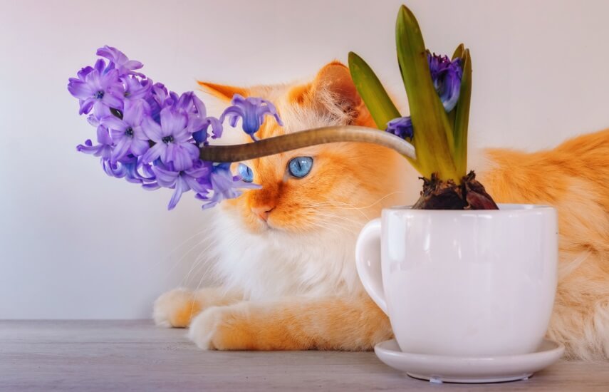 Hyacinths are Poisonous to cats