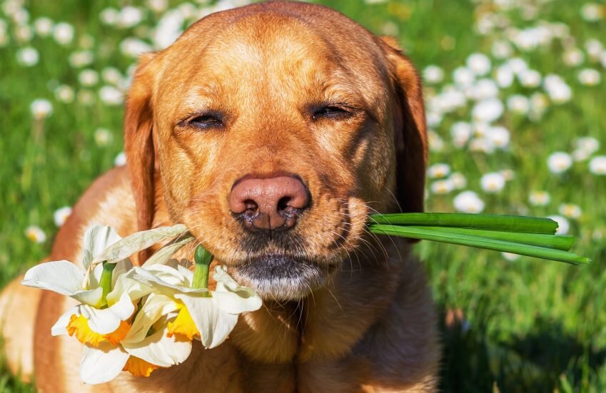 Are daffodils poisonous to dogs?
