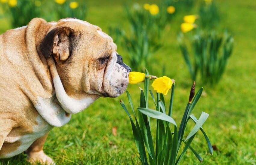a dog smelling Daffodils