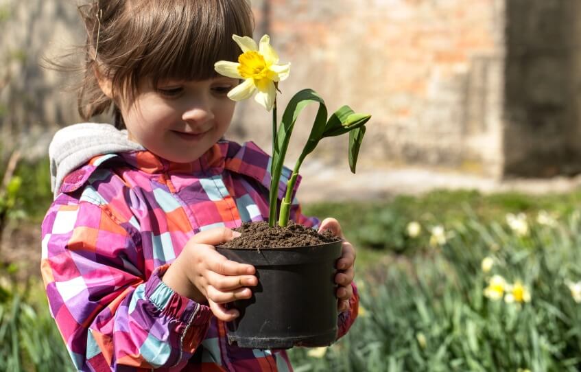 a kid holding a pot of Daffodils