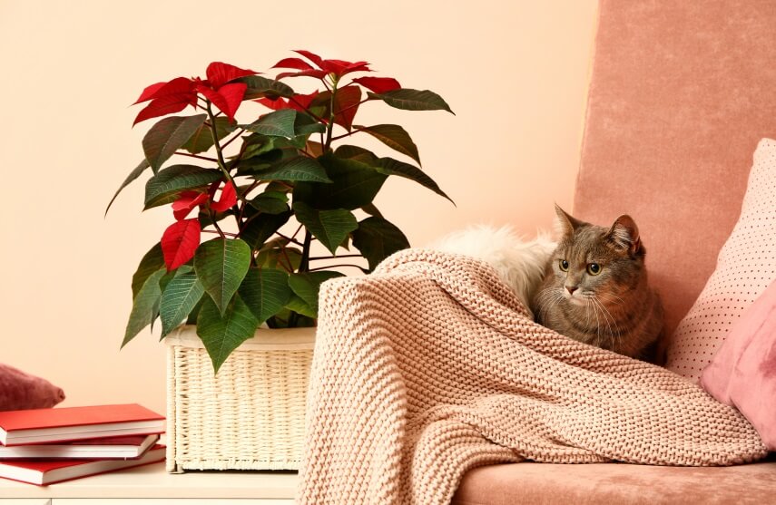 Are Poinsettias Poisonous To Cats?