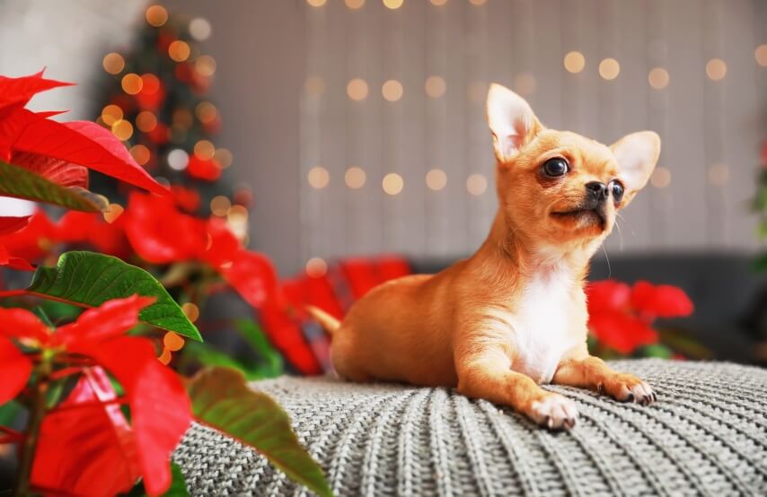 are Poinsettias toxic to dogs
