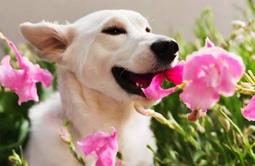 sweet peas are poisonous to dogs