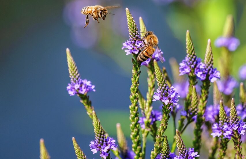 blue vervain and bee