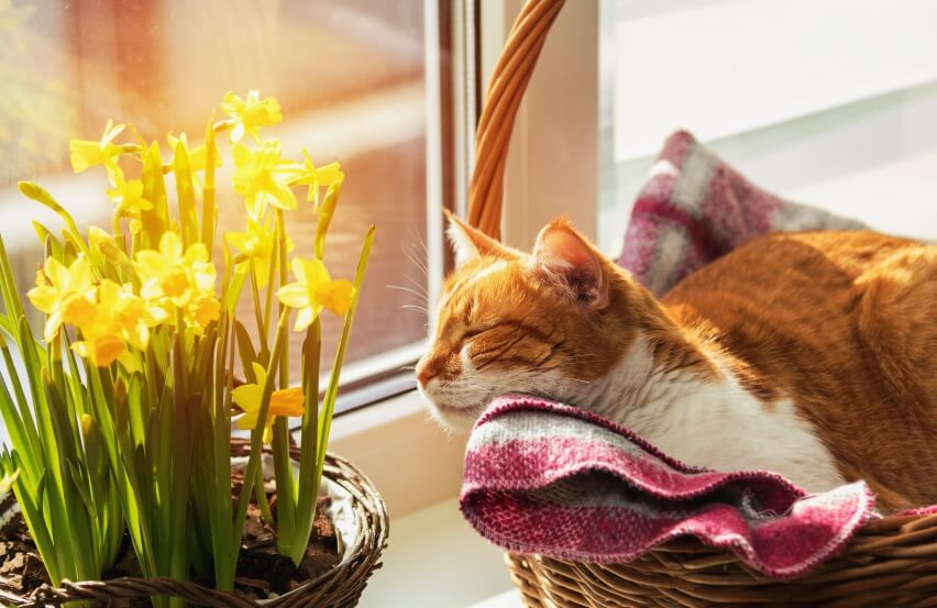 Are daffodils poisonous to cats?