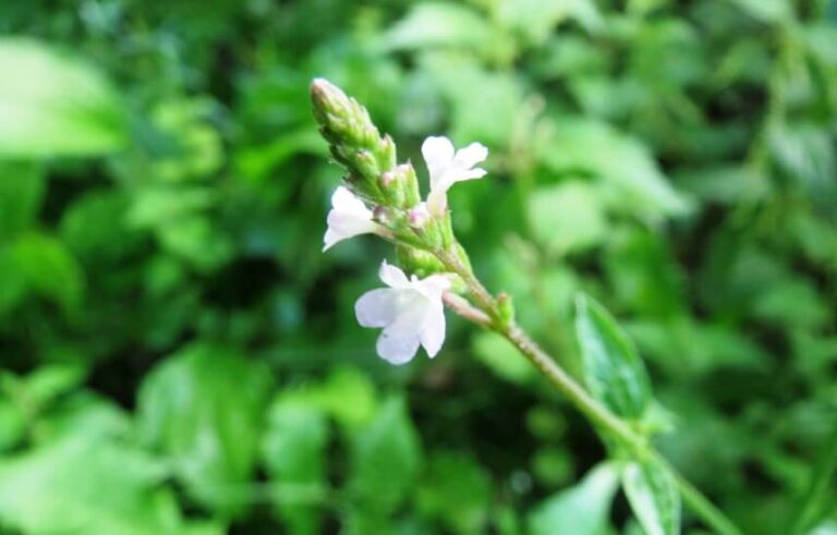 Health Benefits Of Vervains (Verbena Hastata & Officinalis)