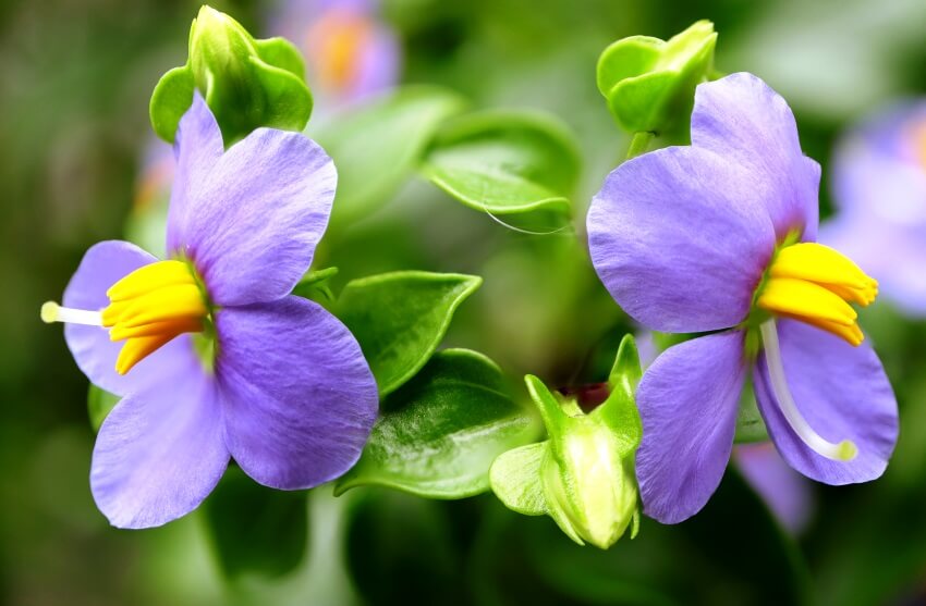 persian violet growing guide